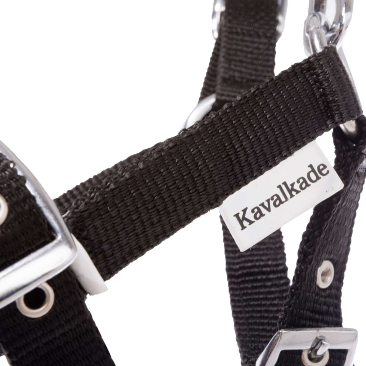 Kavalkade Fohlen- und Jährlingshalfter Blau