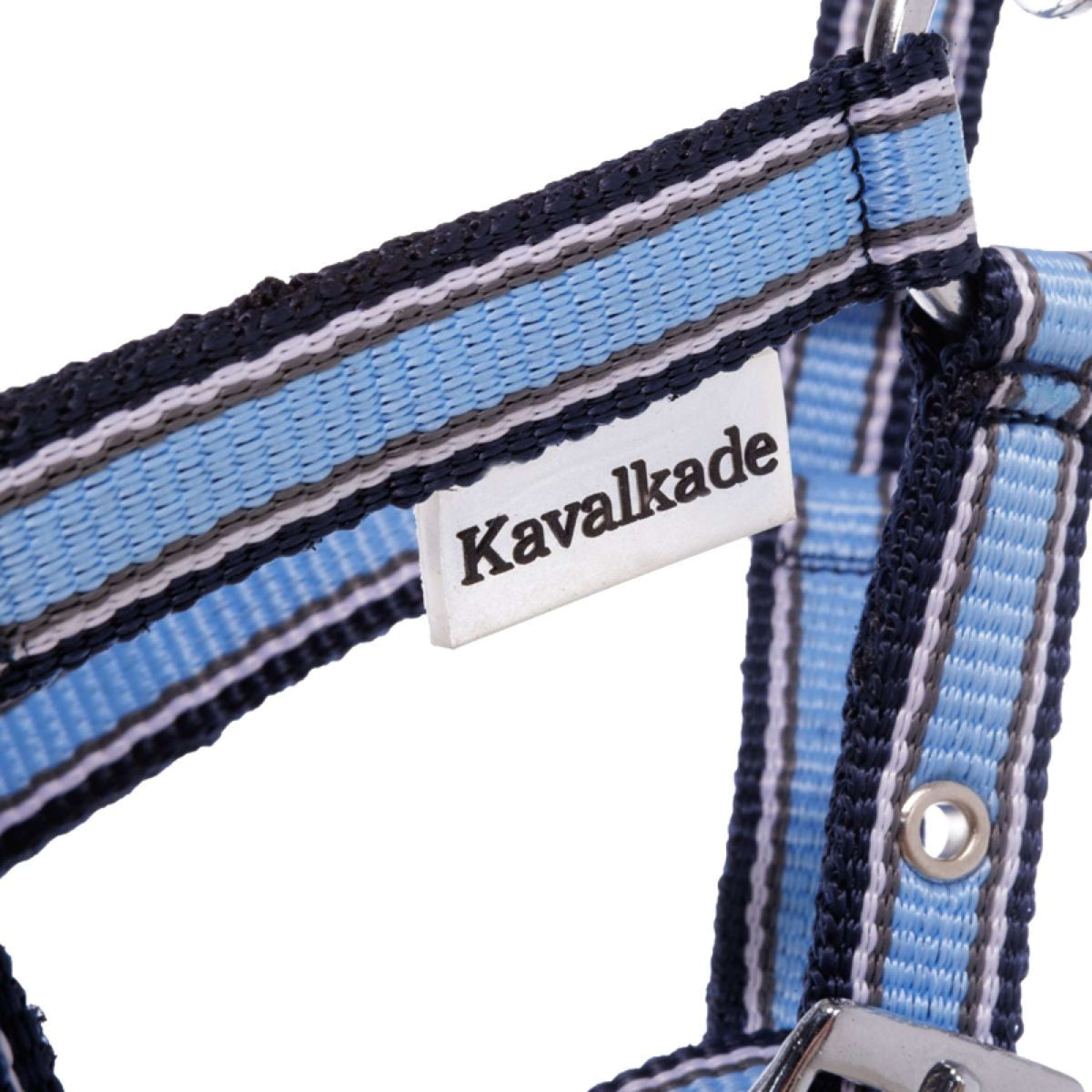Kavalkade Halfter Foal/Yearling Hellblau/Marineblau/Weiß