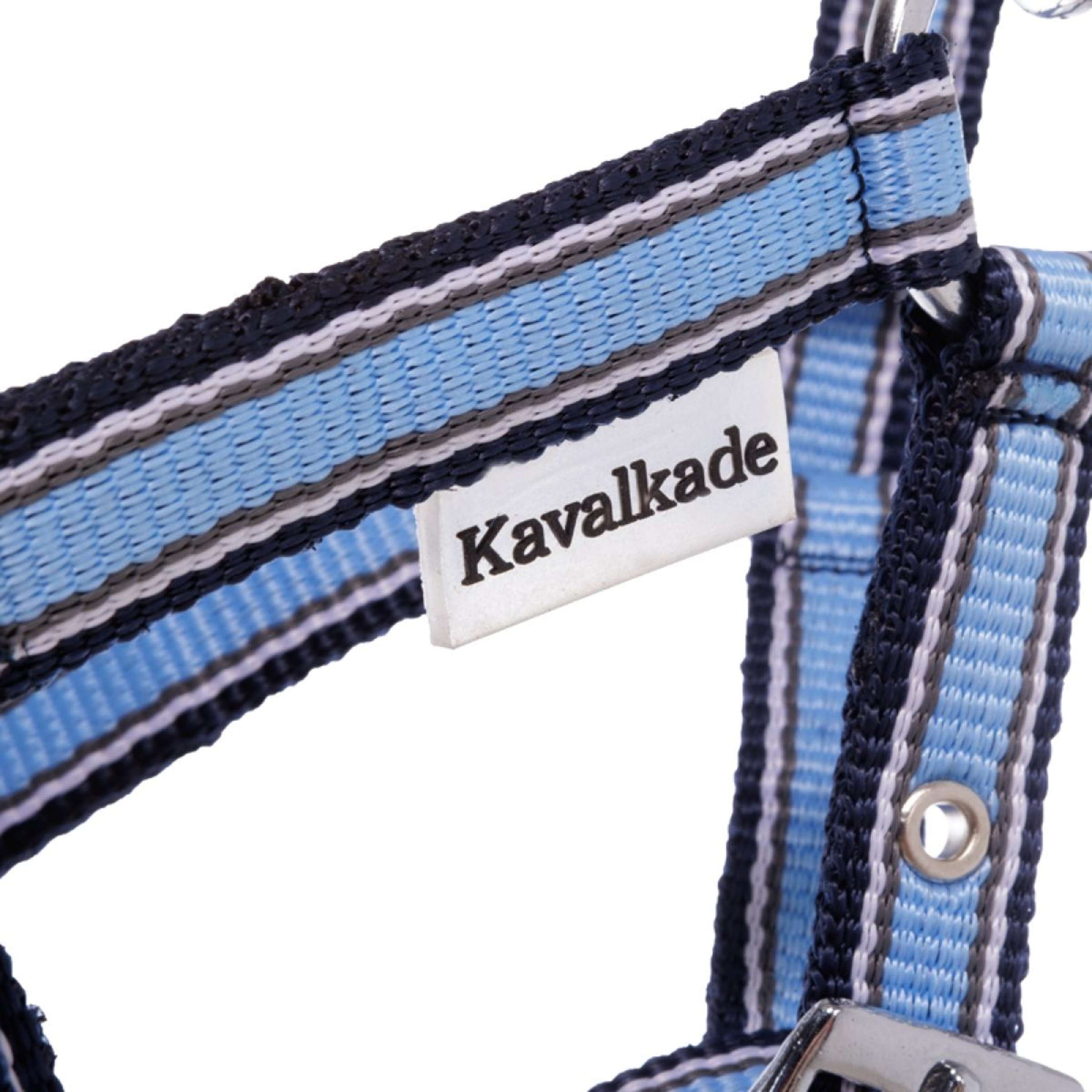 Kavalkade Halfter Foal/Yearling Hellblau/Marineblau/Weiß