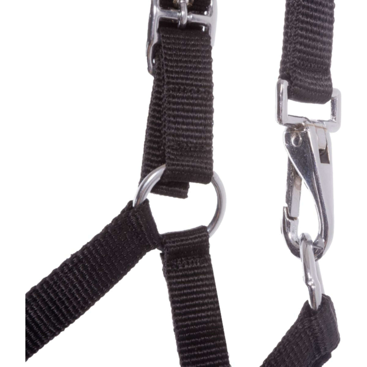 Kavalkade Fohlen- und Jährlingshalfter Blau