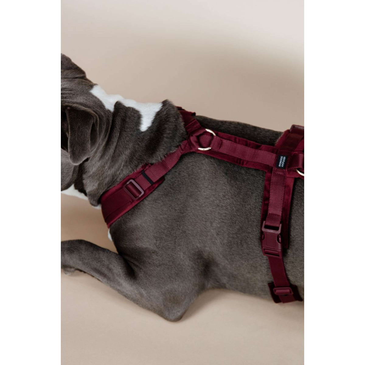 Kentucky Geschirr Active Velvet Bordeaux