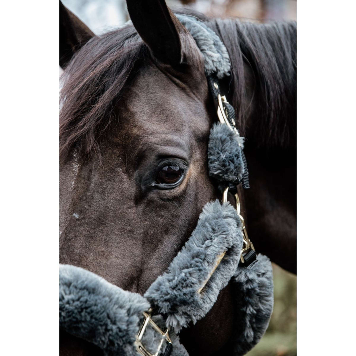 Kentucky Halfter Sheepskin Grau