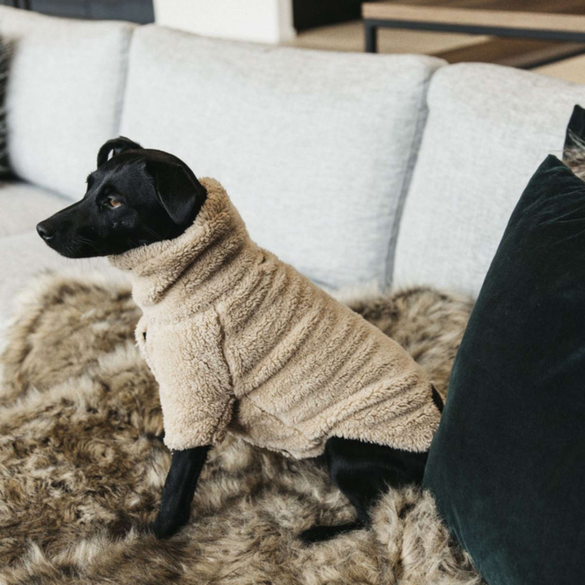Kentucky Hunde Sweater Teddy Fleece Beige