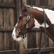 Kentucky Halfter Plaited Nylon Olivgrün