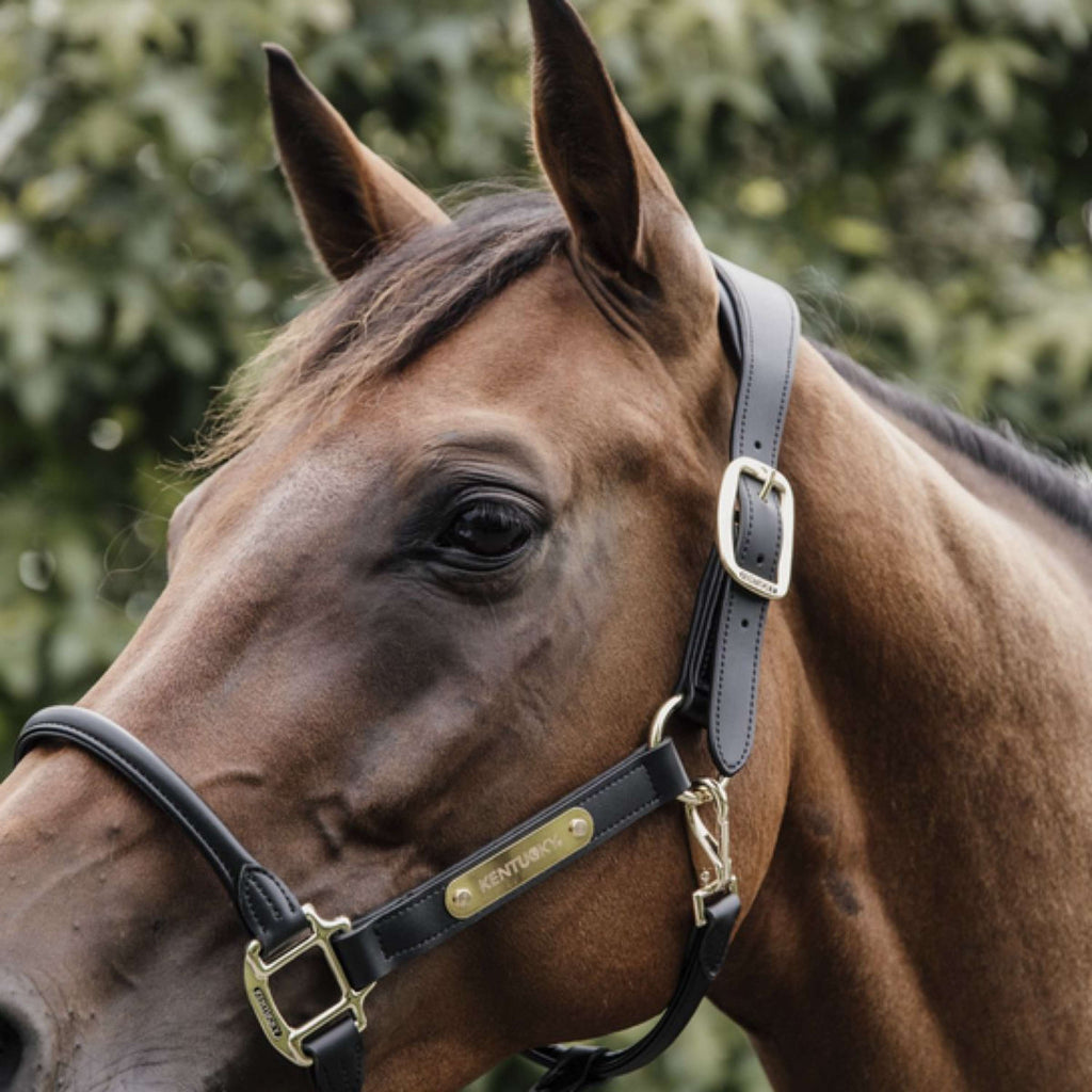 Kentucky Halfter Anatomisches Leder Schwarz