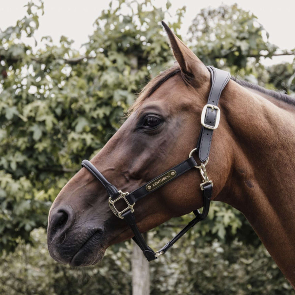 Kentucky Halfter Anatomisches Leder Schwarz