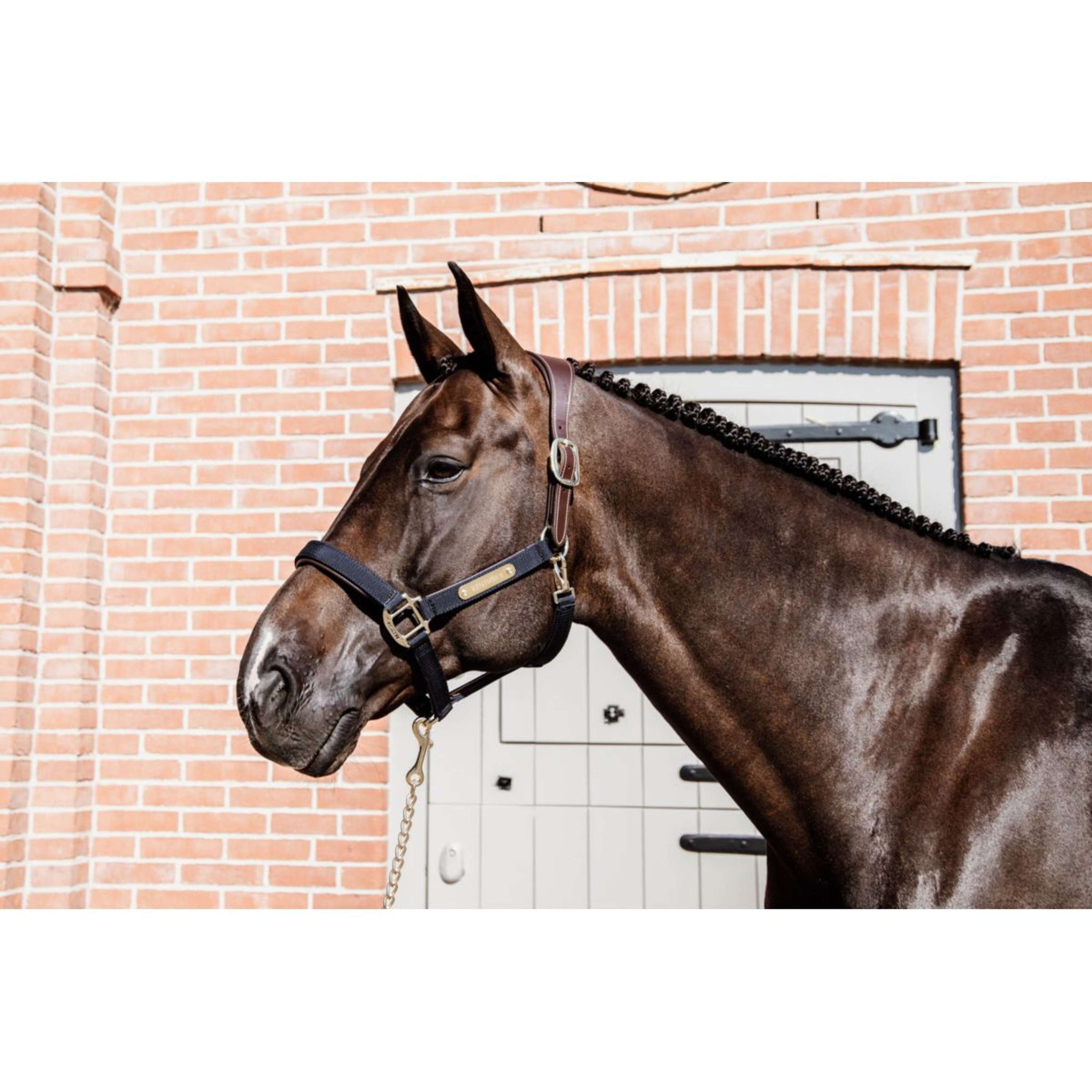 Kentucky Halfter Anatomic Nylon Navy Kentucky Halfter Anatomic Nylon Navy