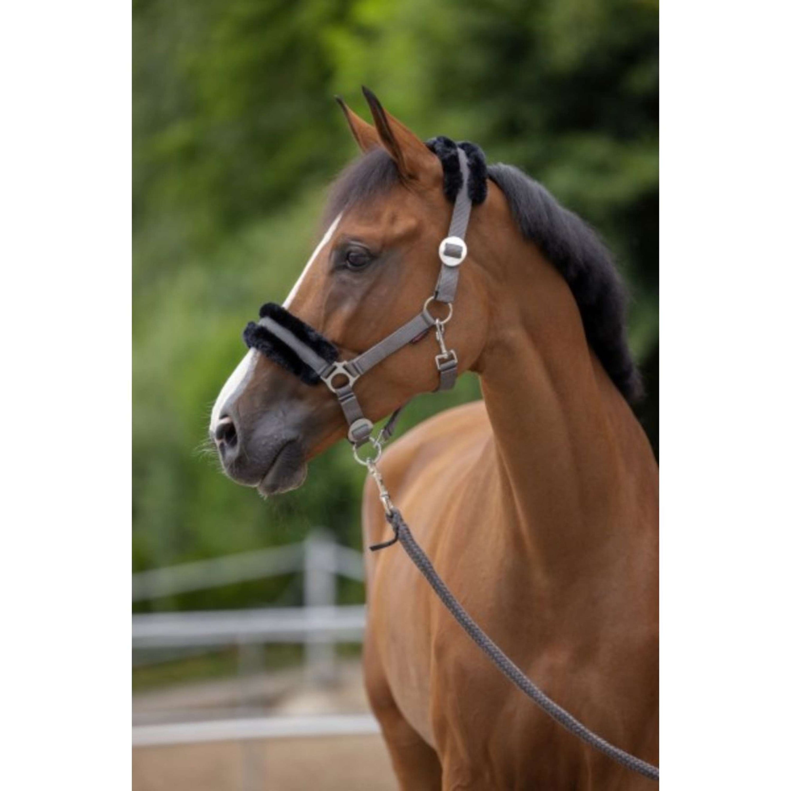 Covalliero Halfter ClassicSoft Stein Covalliero Halfter ClassicSoft Stein
