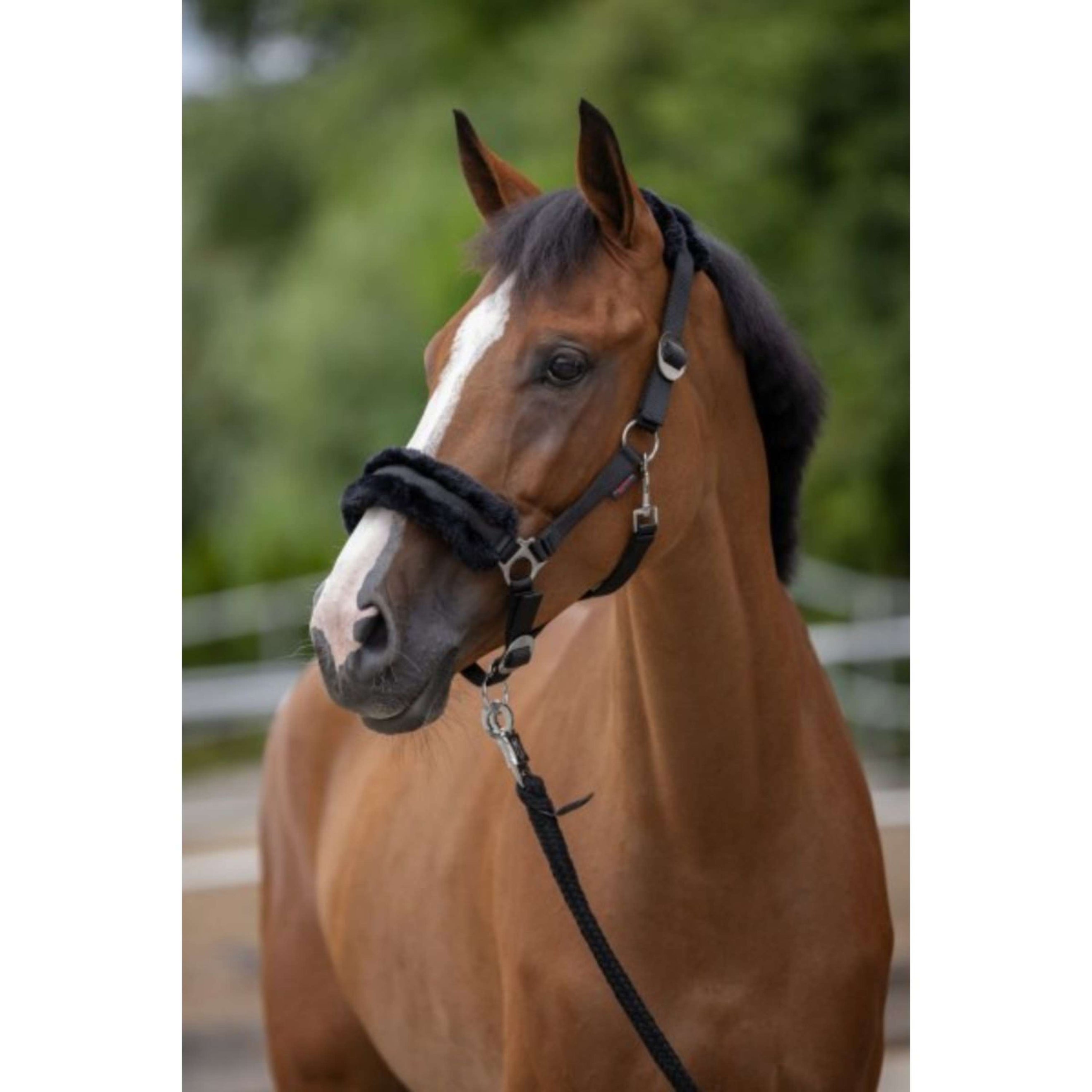 Covalliero Halfter ClassicSoft Schwarz Covalliero Halfter ClassicSoft Schwarz
