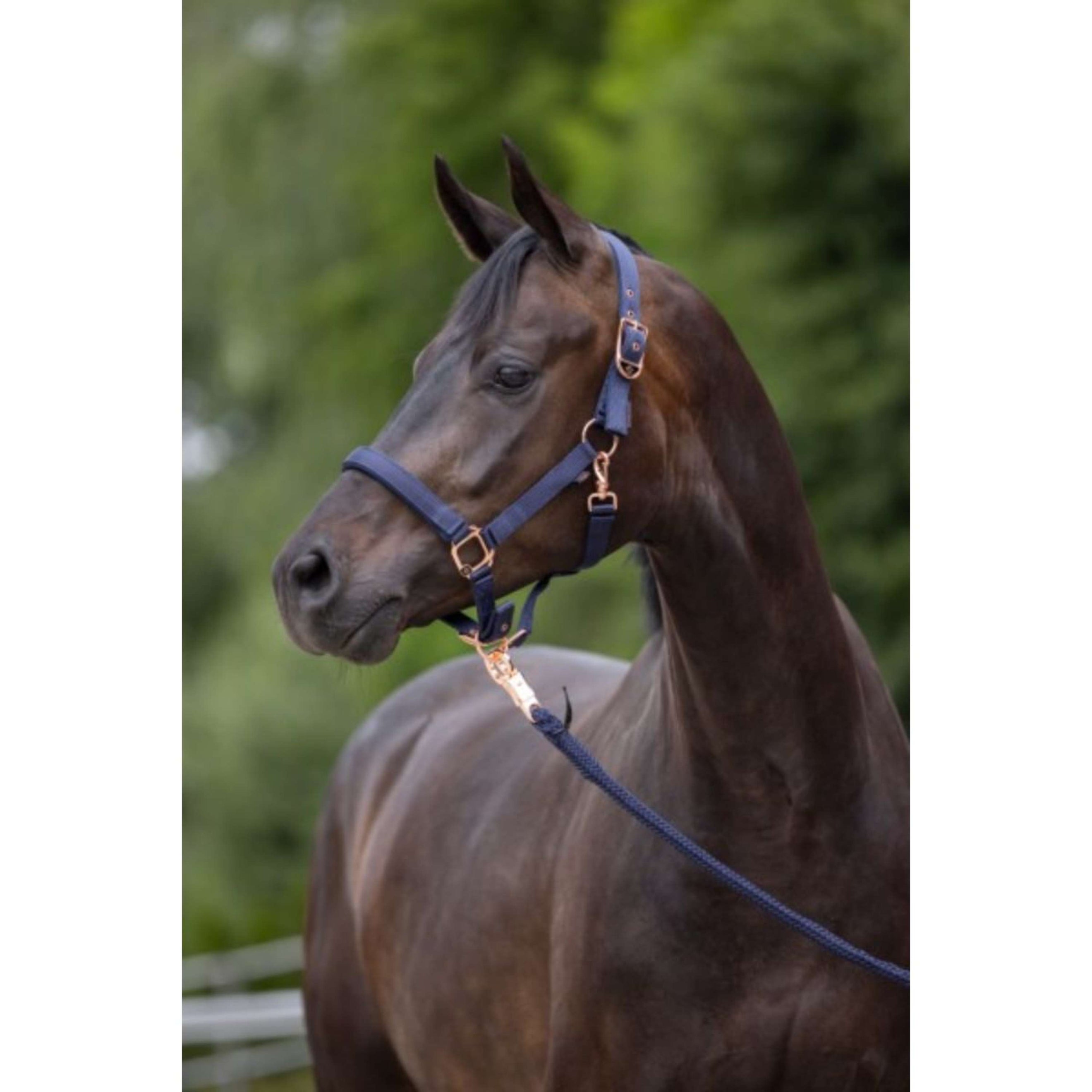 Covalliero Halfter Classy Navy Covalliero Halfter Classy Navy