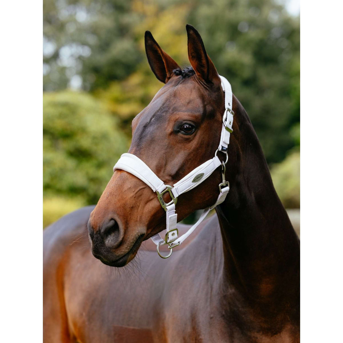 LeMieux Halfter Versailles Lila