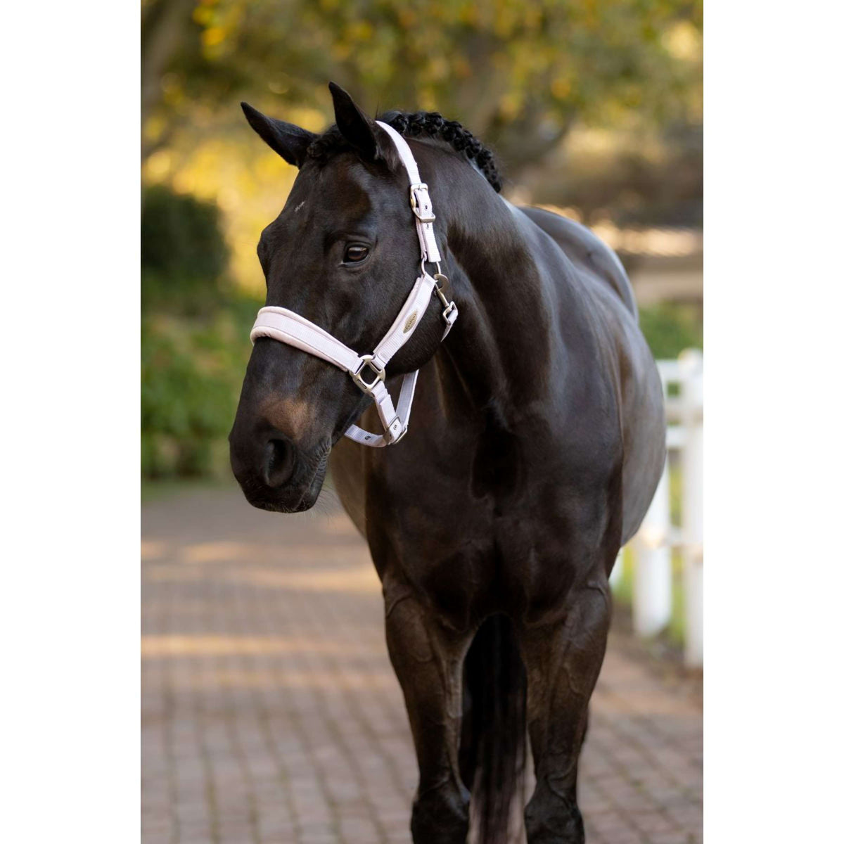 LeMieux Halfter Versailles Lila