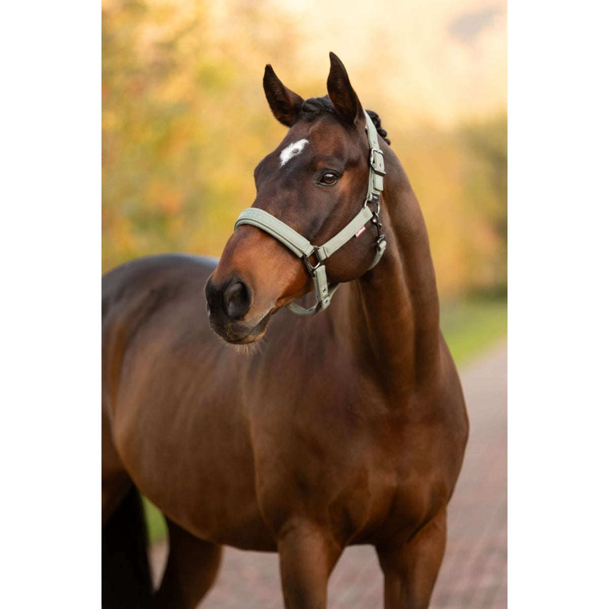 LeMieux Halfter Essence Rosemary