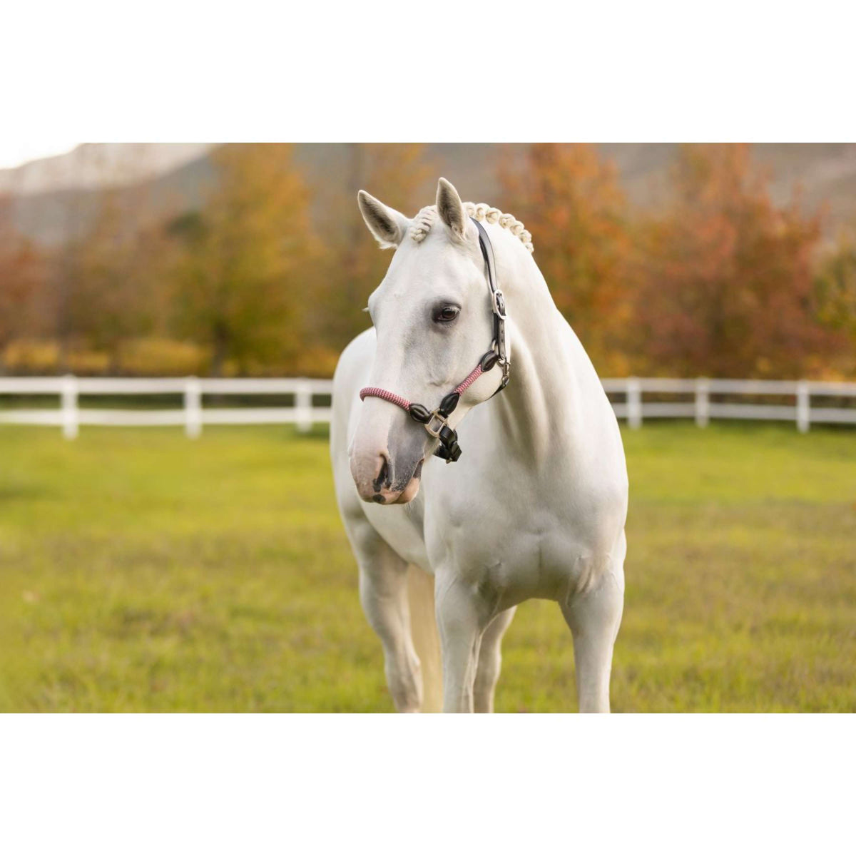 LeMieux Halfter Ropella Cranberry