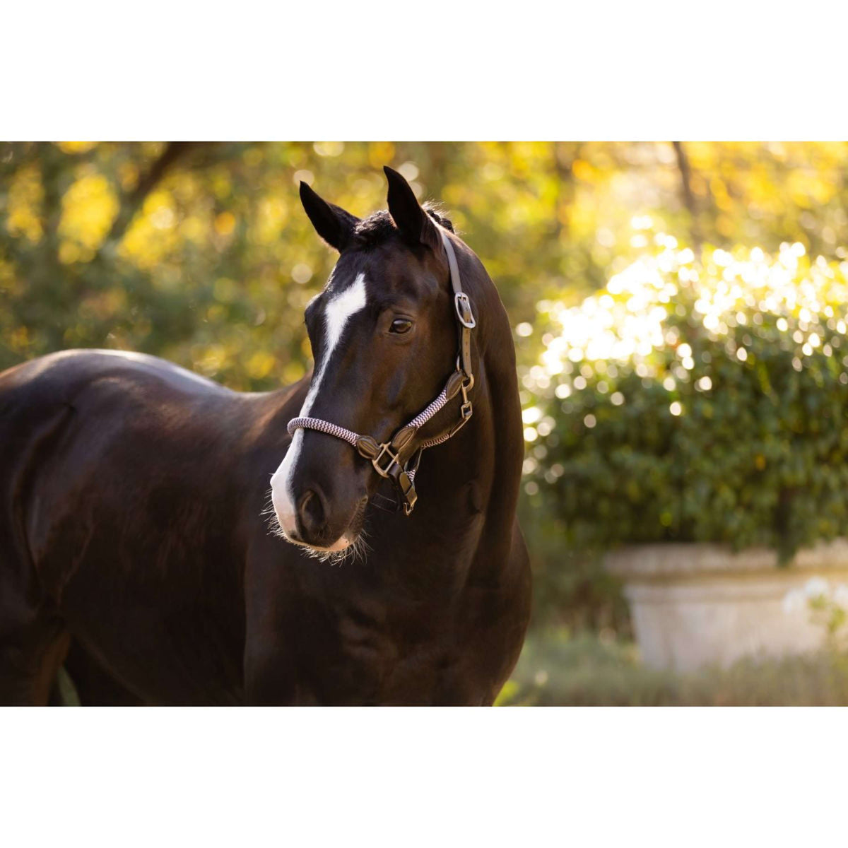 LeMieux Halfter Ropella Lila