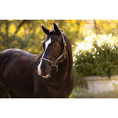 LeMieux Halfter Ropella Lila