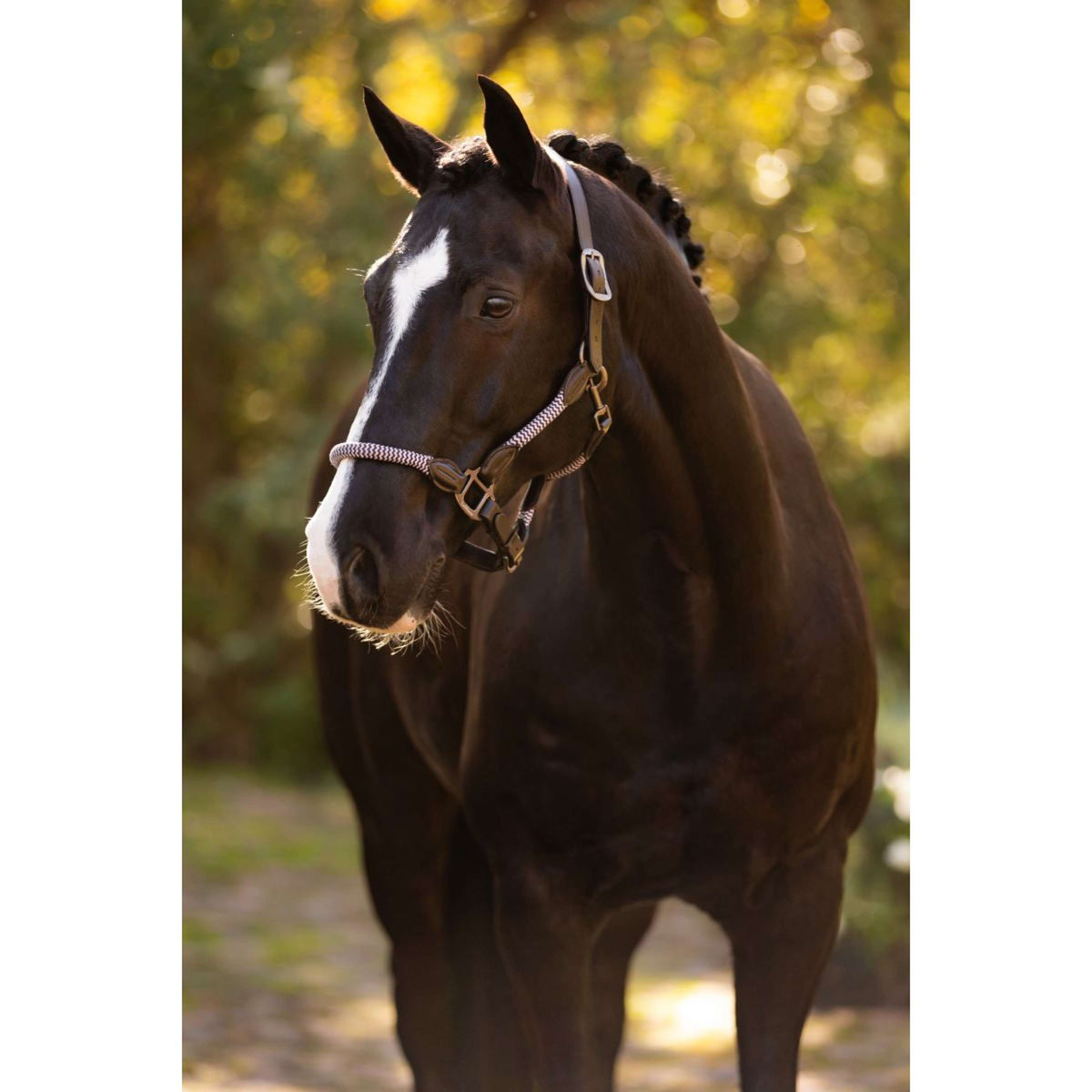 LeMieux Halfter Ropella Lila