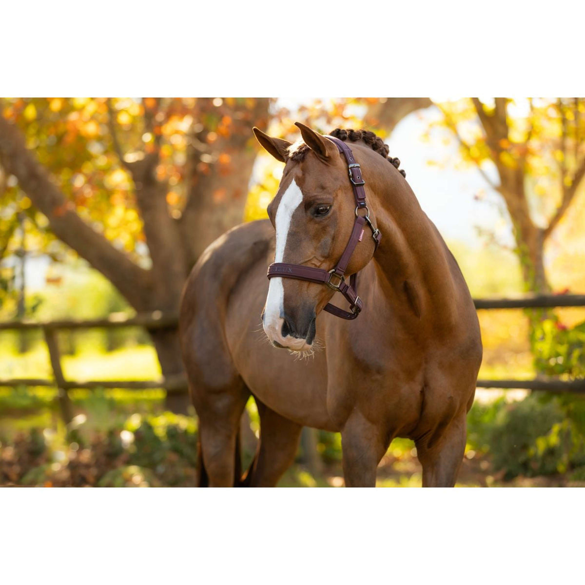 LeMieux Halfter Essence Damaszenerpflaume