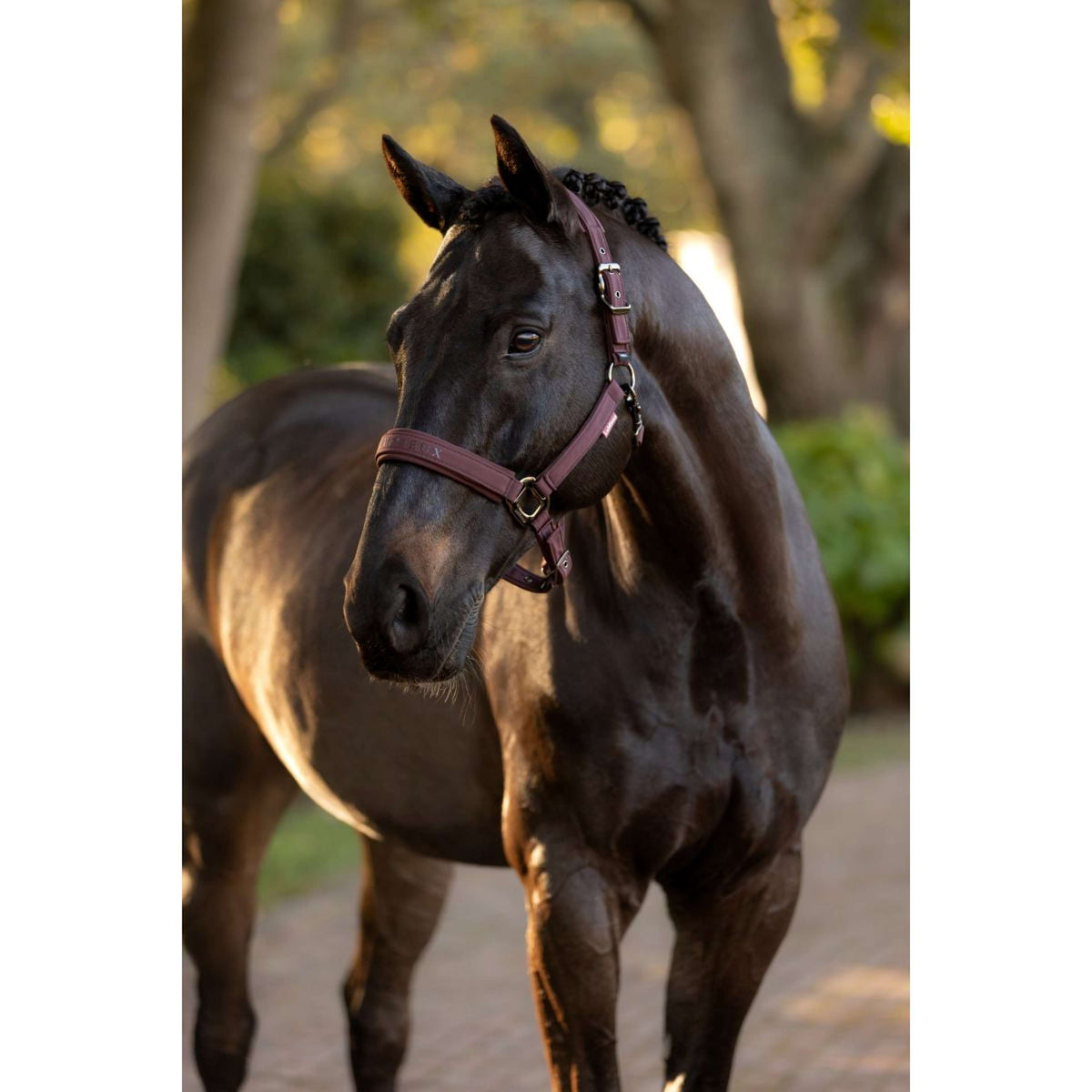 LeMieux Halfter Essence Damaszenerpflaume