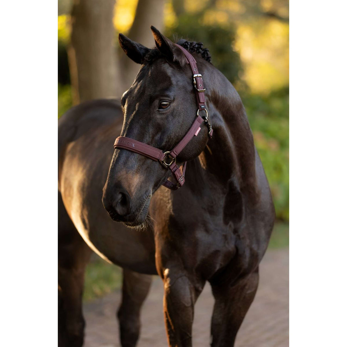 LeMieux Halfter Essence Damaszenerpflaume