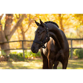 LeMieux Halfter Essence Schwarz