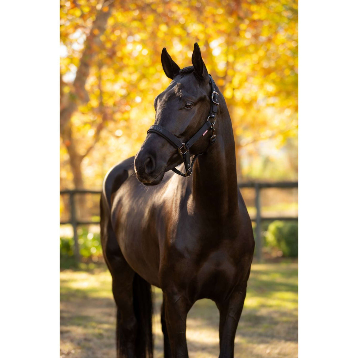 LeMieux Halfter Essence Schwarz