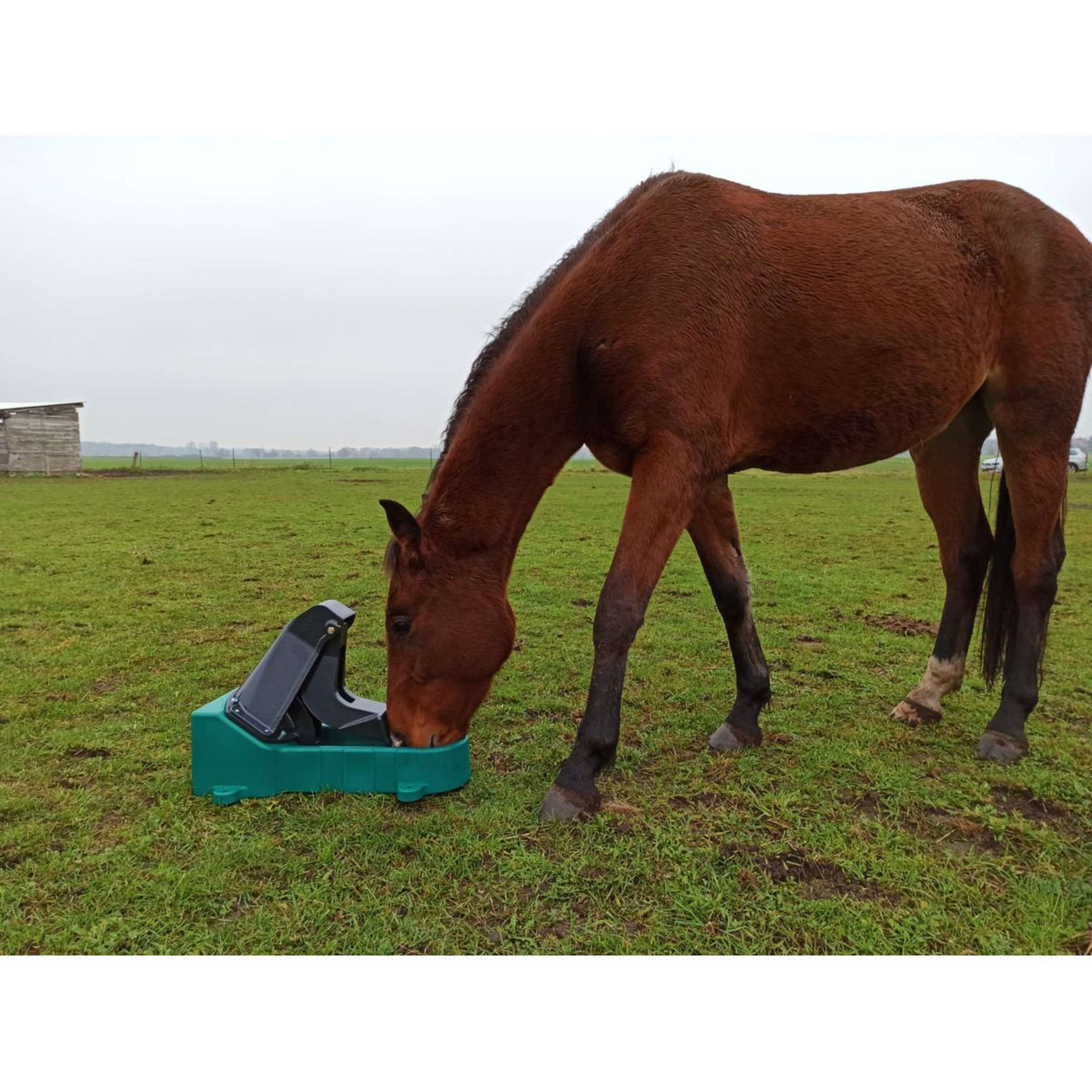 Suevia Weidepumpe Membraam Model 547 Standard