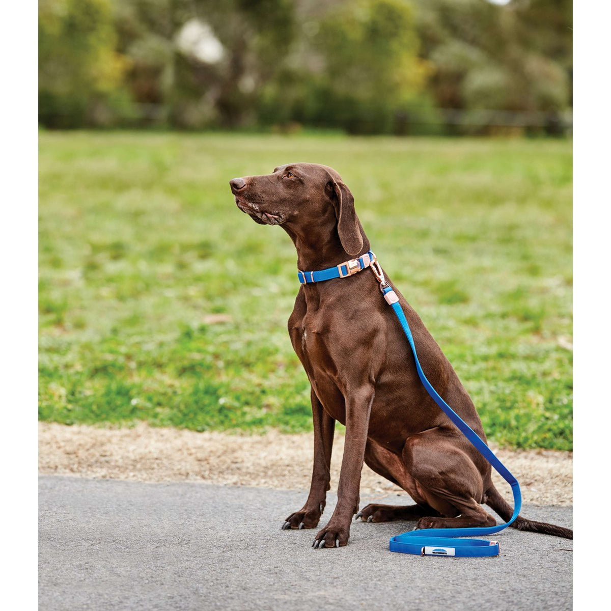 Weatherbeeta Dog Lead Elegance Blau