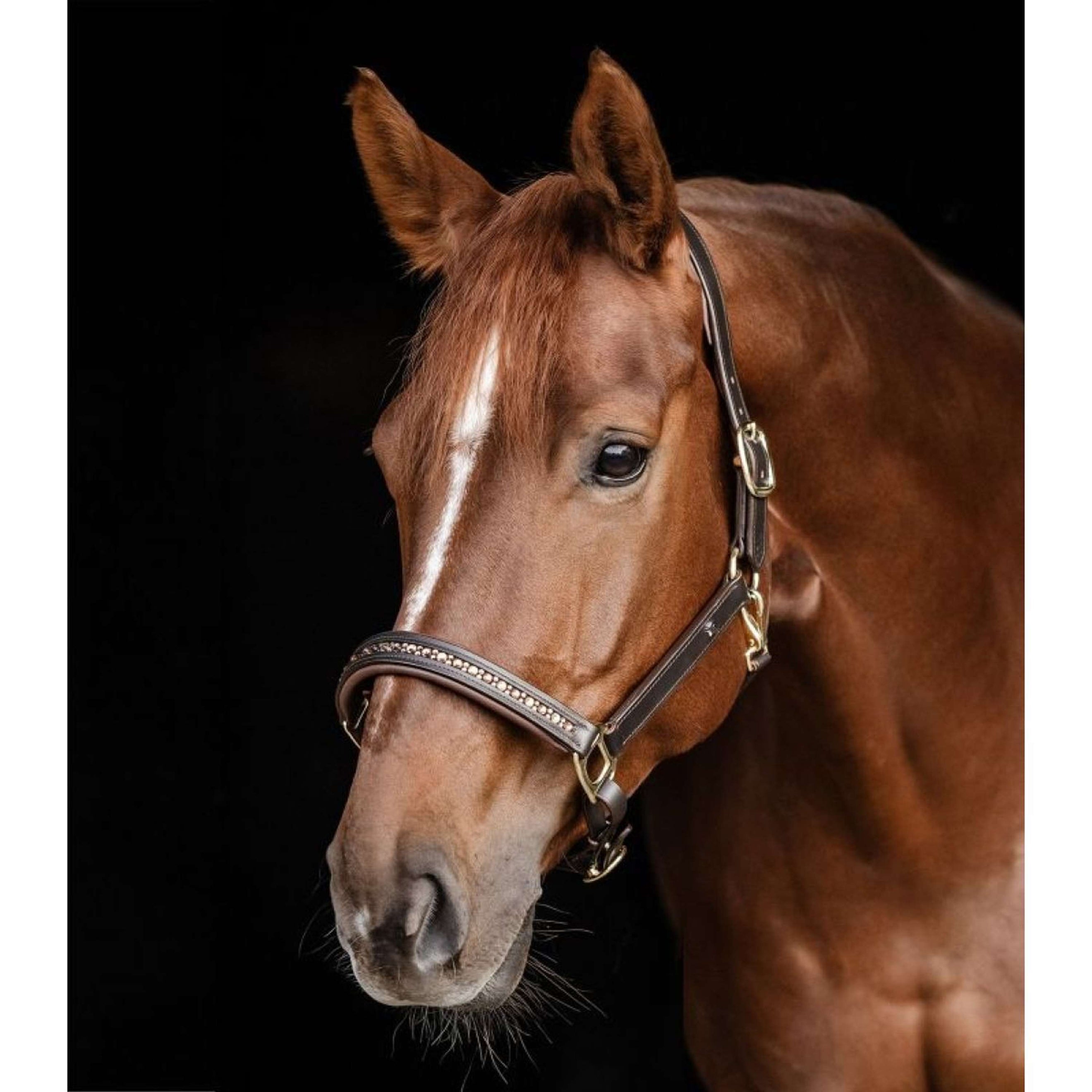 Waldhausen Halfter Crystal Leder braun/gold Waldhausen Halfter Crystal Leder braun/gold