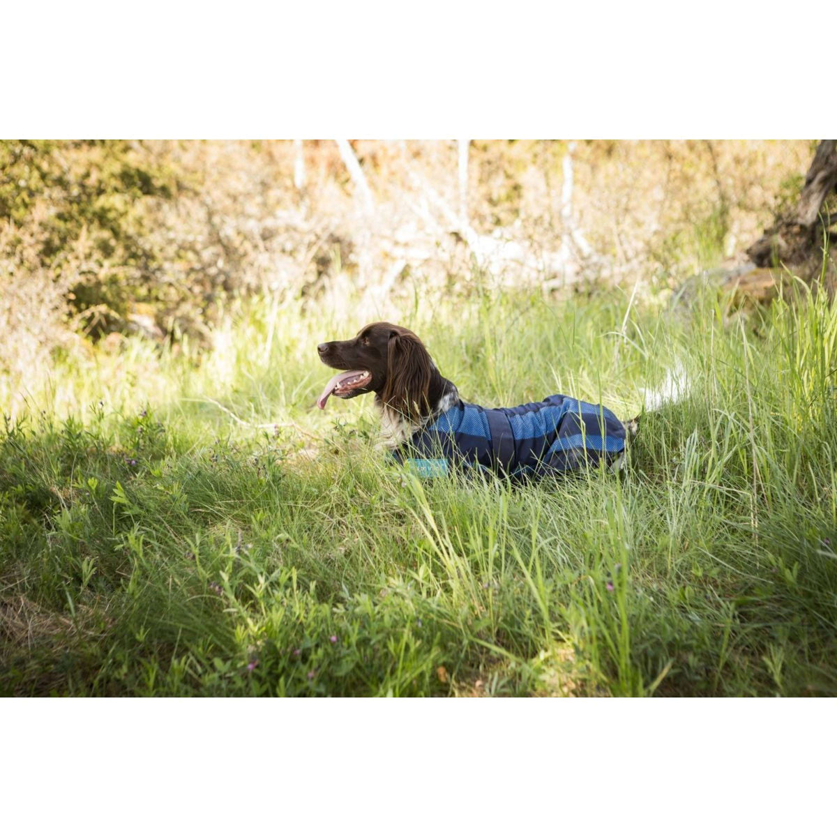 Cool on Track Hundejacke 2.0 Blau