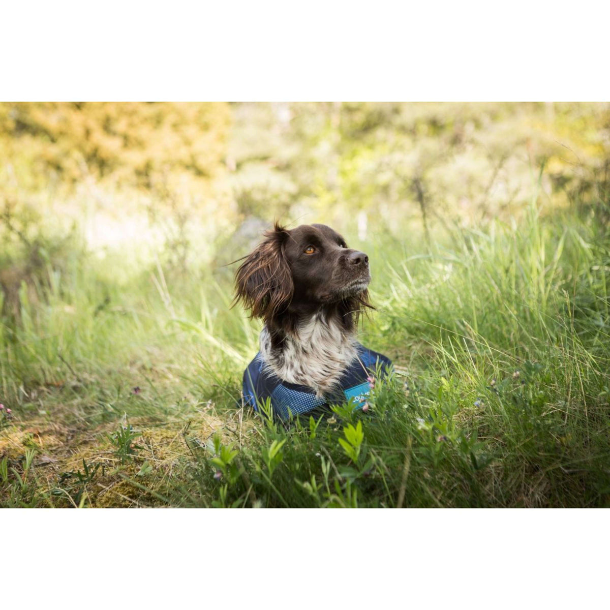 Cool on Track Hundejacke 2.0 Blau