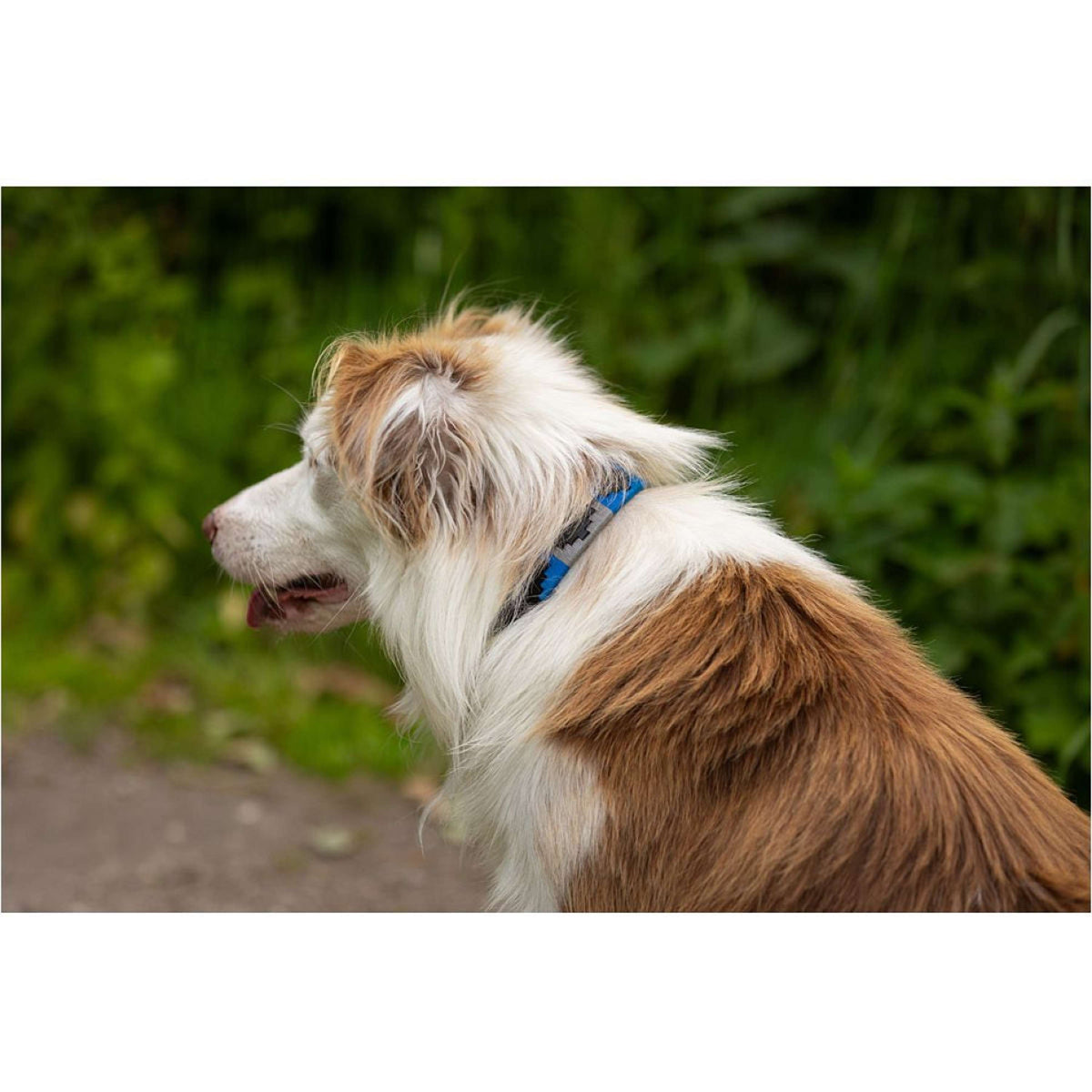 BR Hundehalsband Blau/Grau