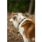 BR Hundehalsband Braun/Grau