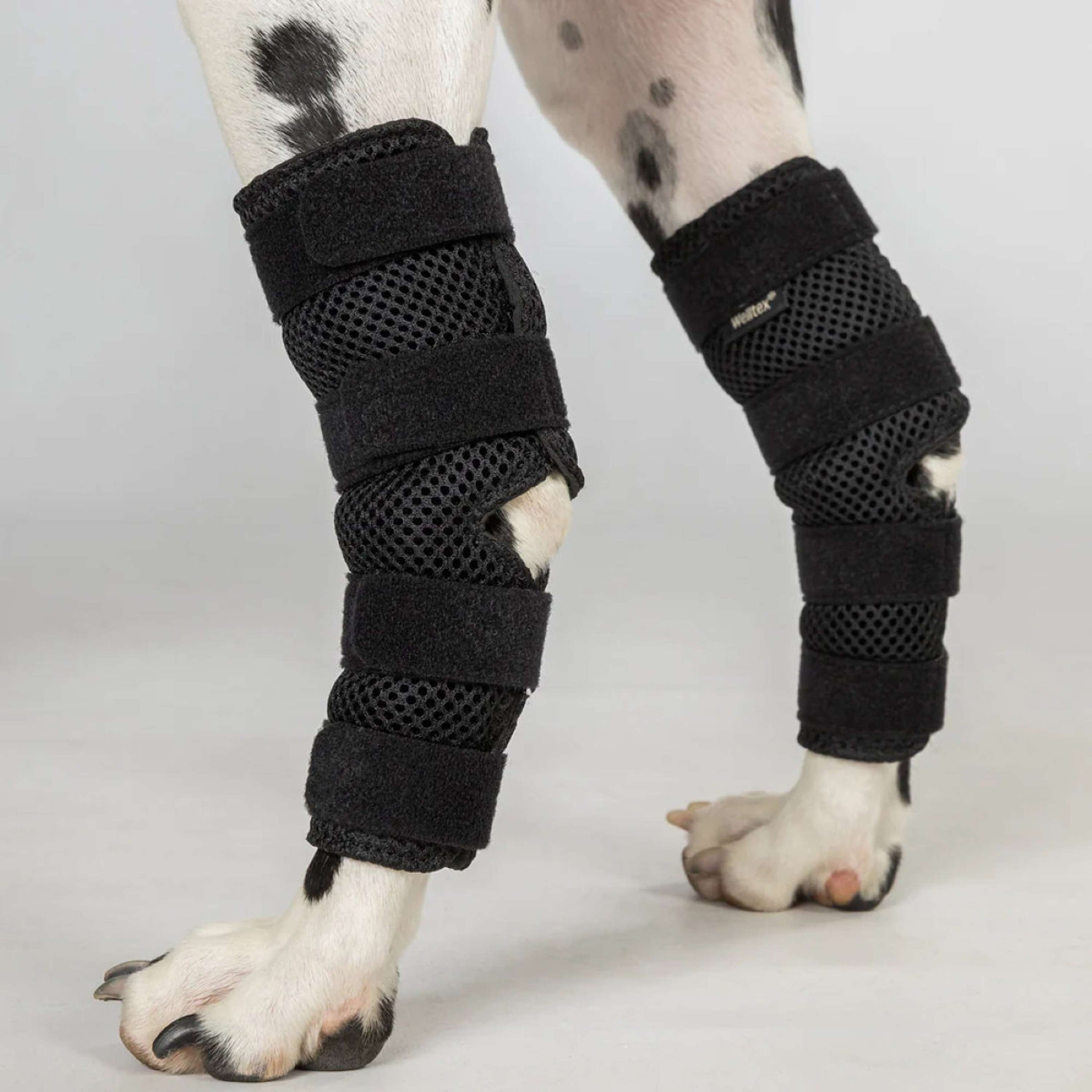 Back on Track Stoßdämpferschutz Dixie Hund Schwarz