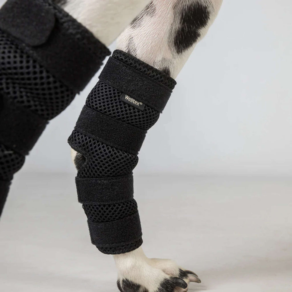 Back on Track Stoßdämpferschutz Dixie Hund Schwarz