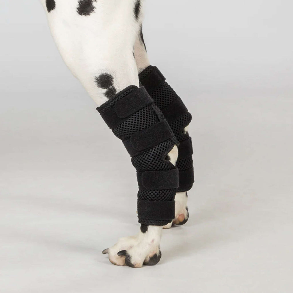 Back on Track Stoßdämpferschutz Dixie Hund Schwarz