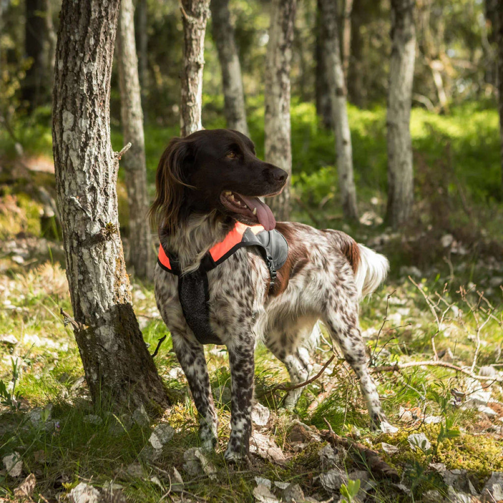 Back on Track Hundejacke TRAKK Reflektierend Orange