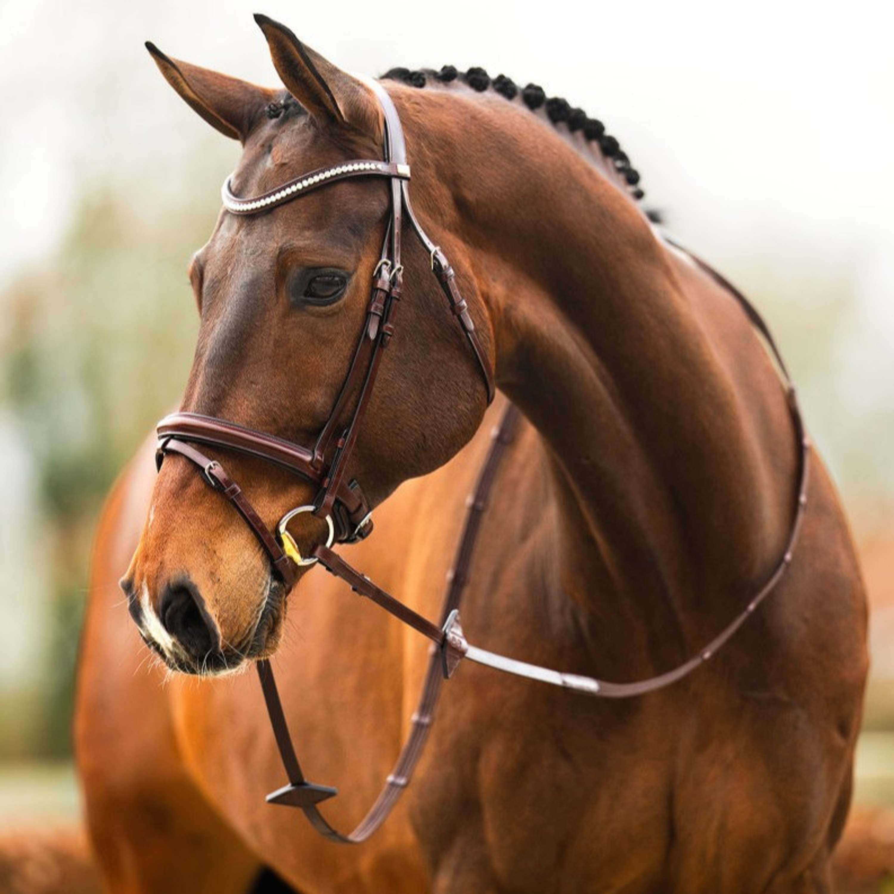 BR Zaum Shildon Oak/Silber