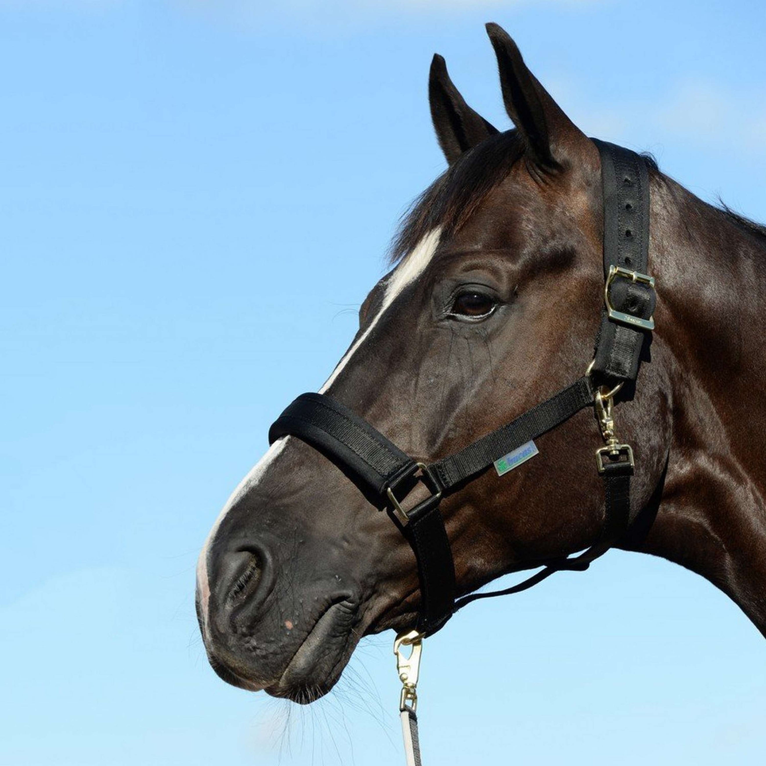 Bucas Halfter Comfort Schwarz