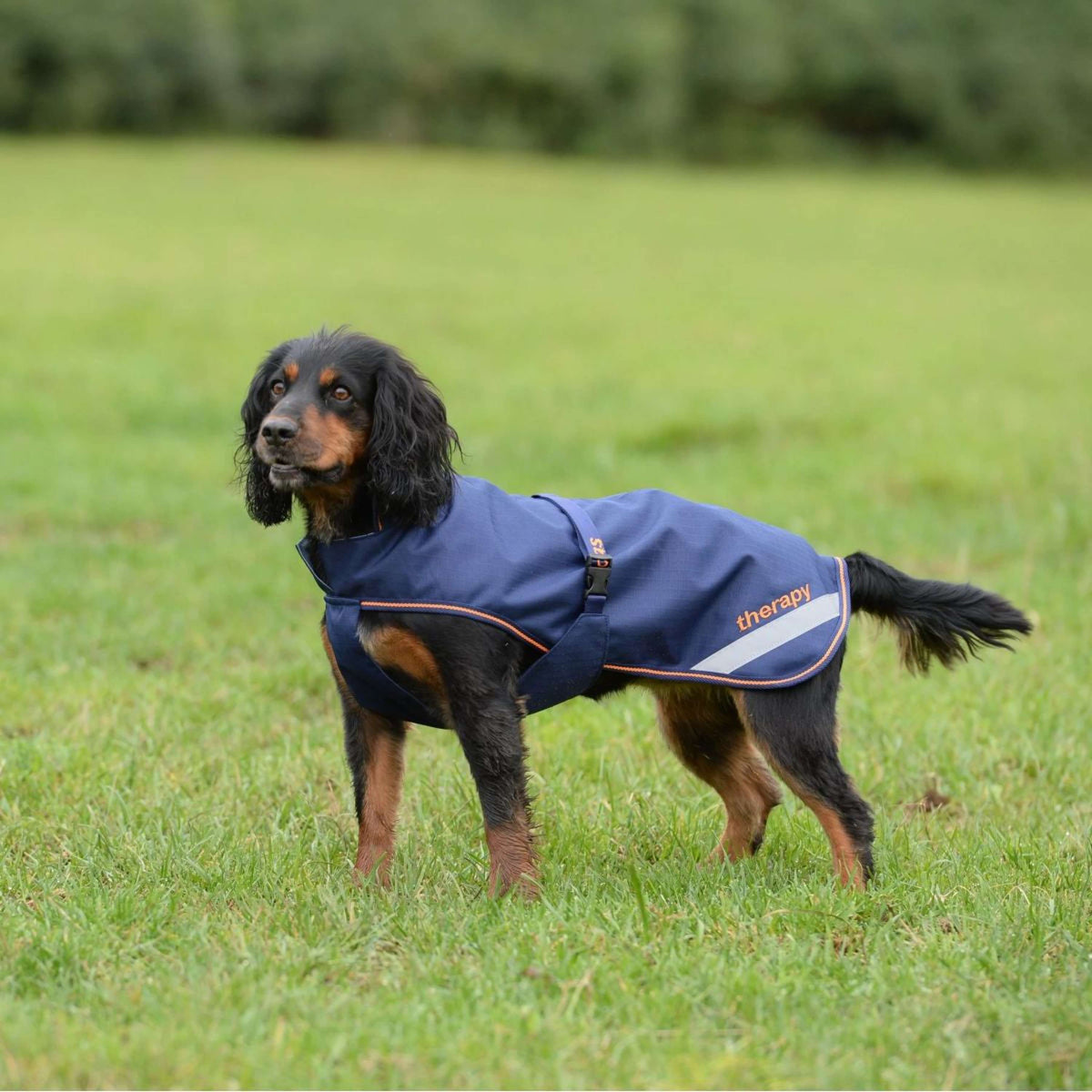 Bucas Therpay Dog Rug 150g Navy Orange