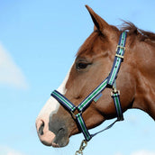 Bucas Halfter Dublin Foal Gestreift Navy