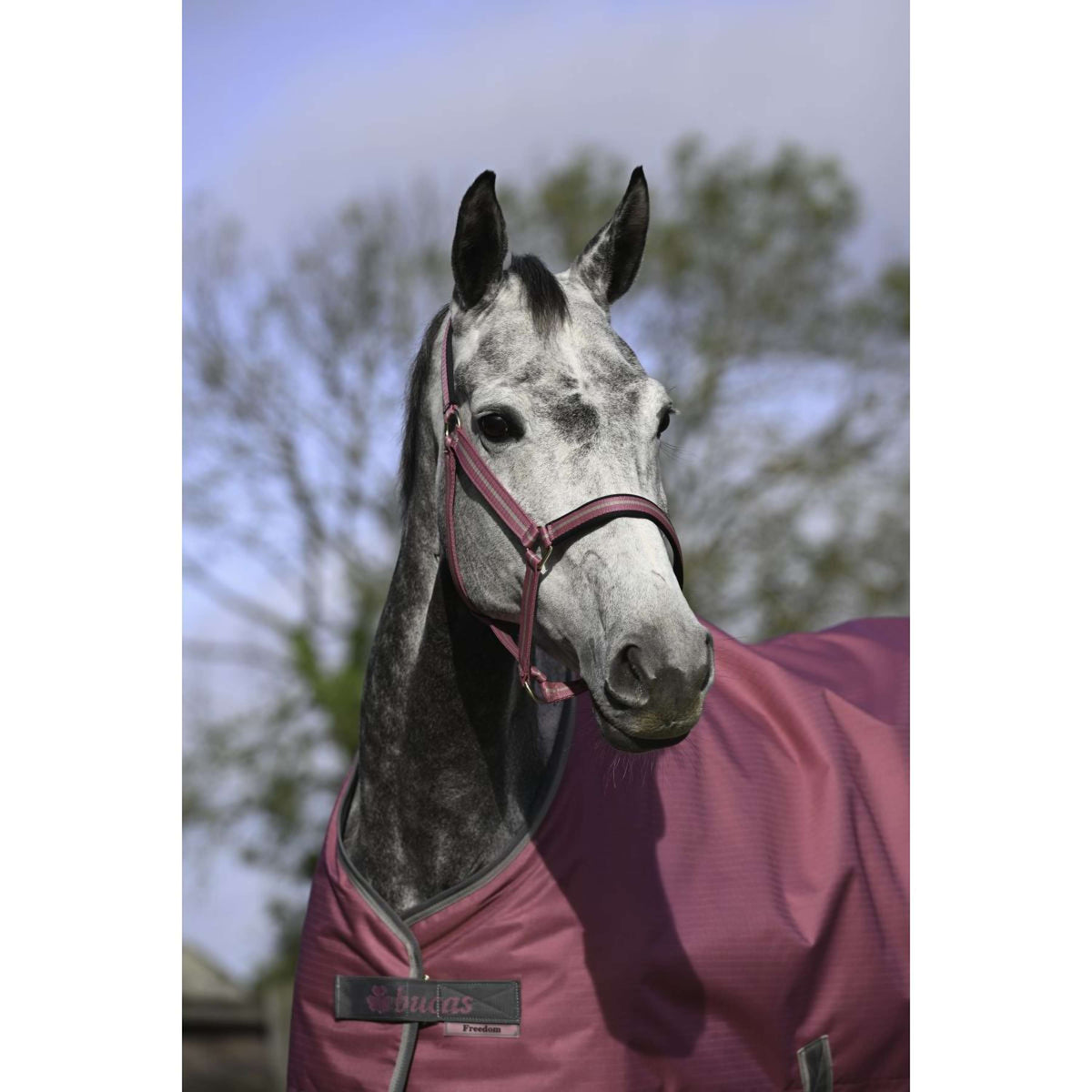 Bucas Halfter Dublin Fohlen Himbeerrot