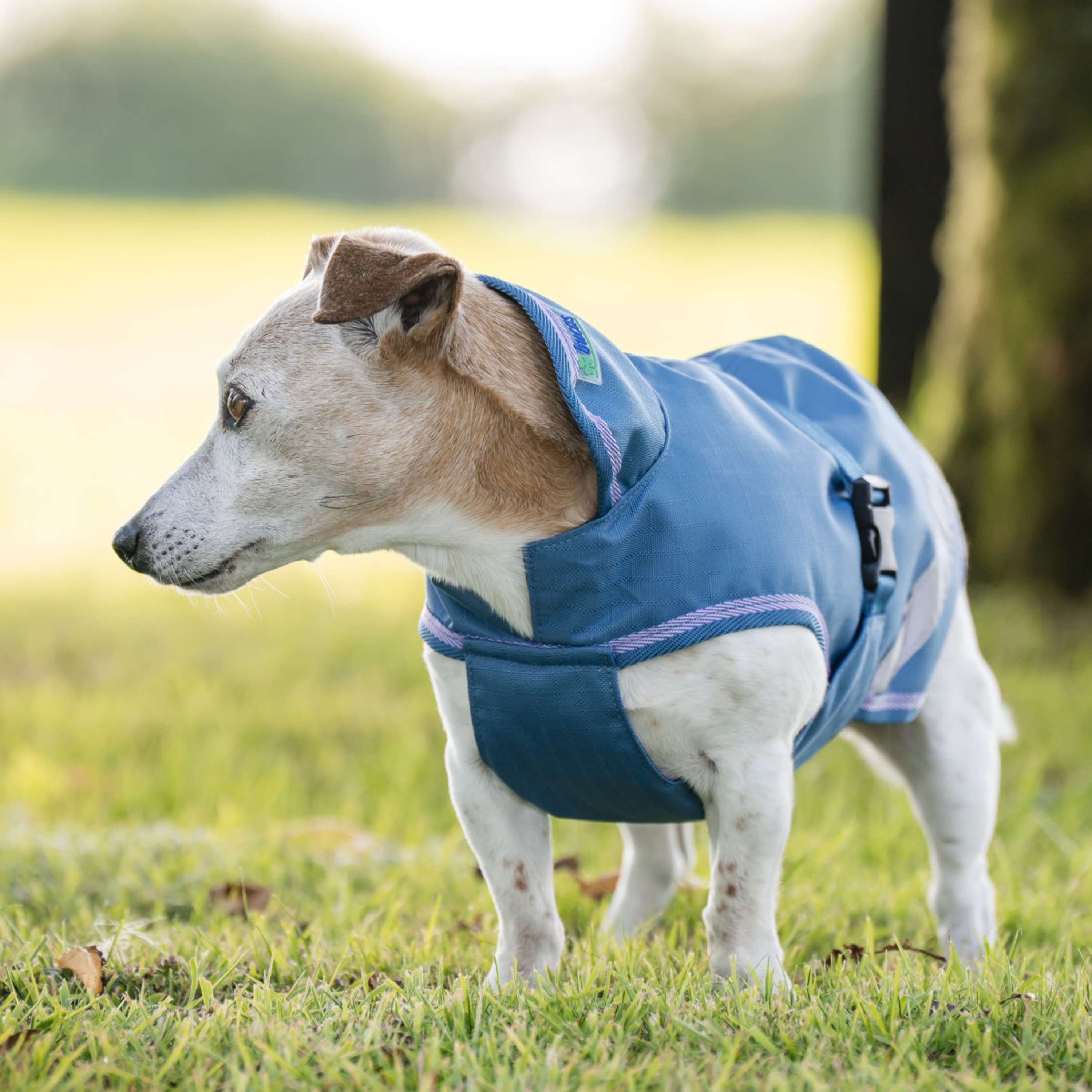 Bucas Freedom Dog Rug Blueberry