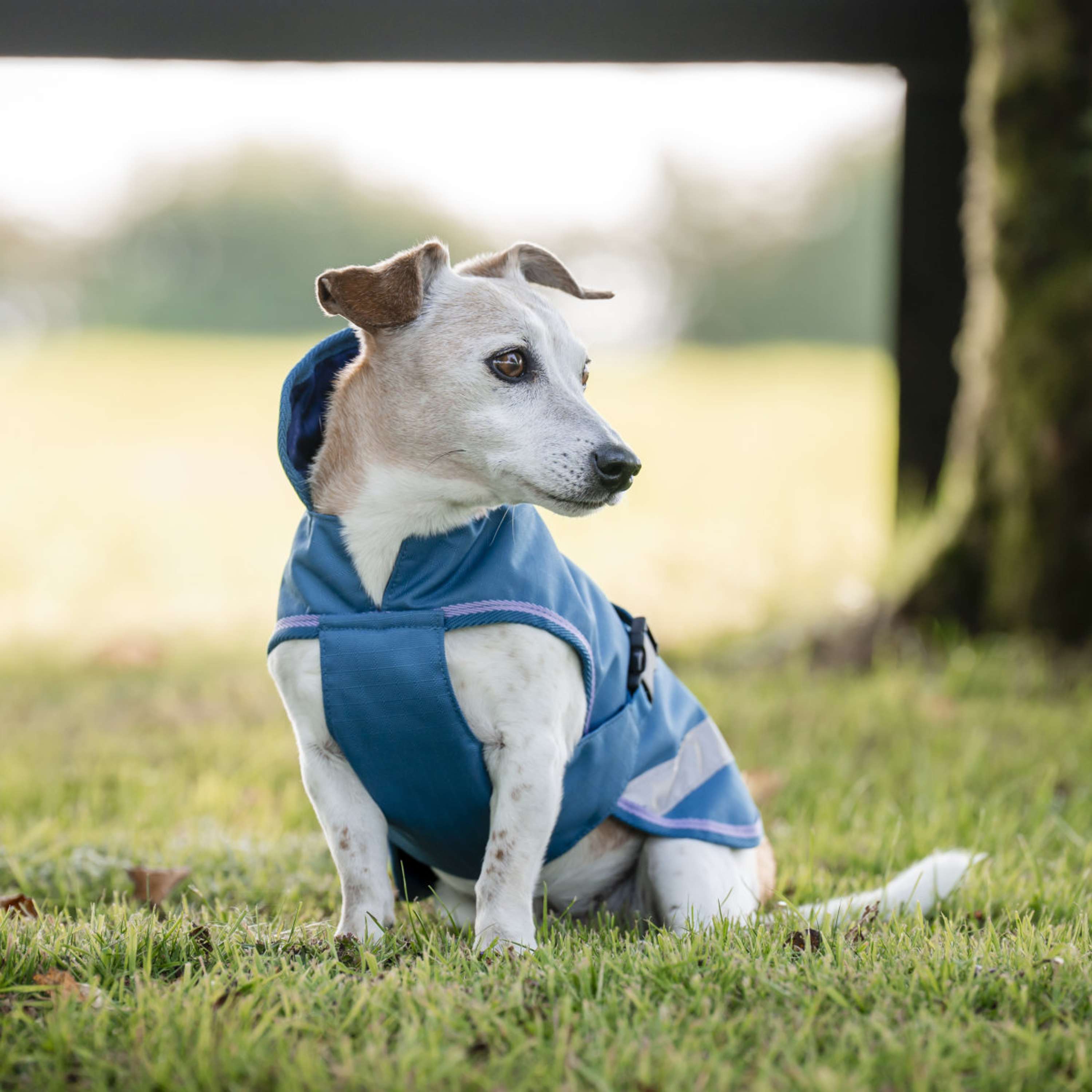Bucas Freedom Dog Rug Blueberry