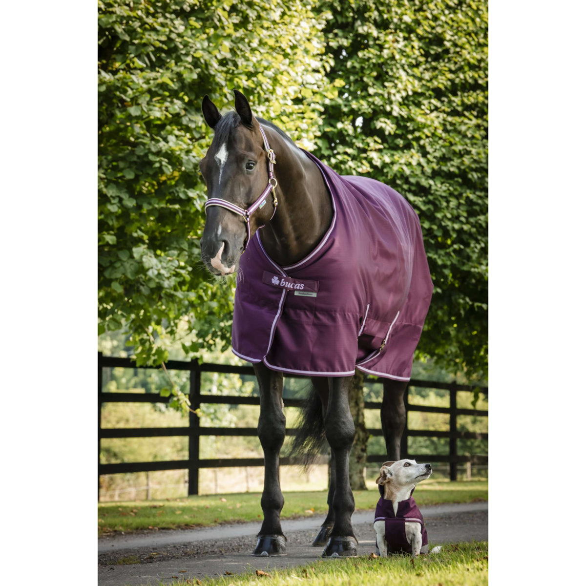 Bucas Freedom Stalldecke 150g Blackberry