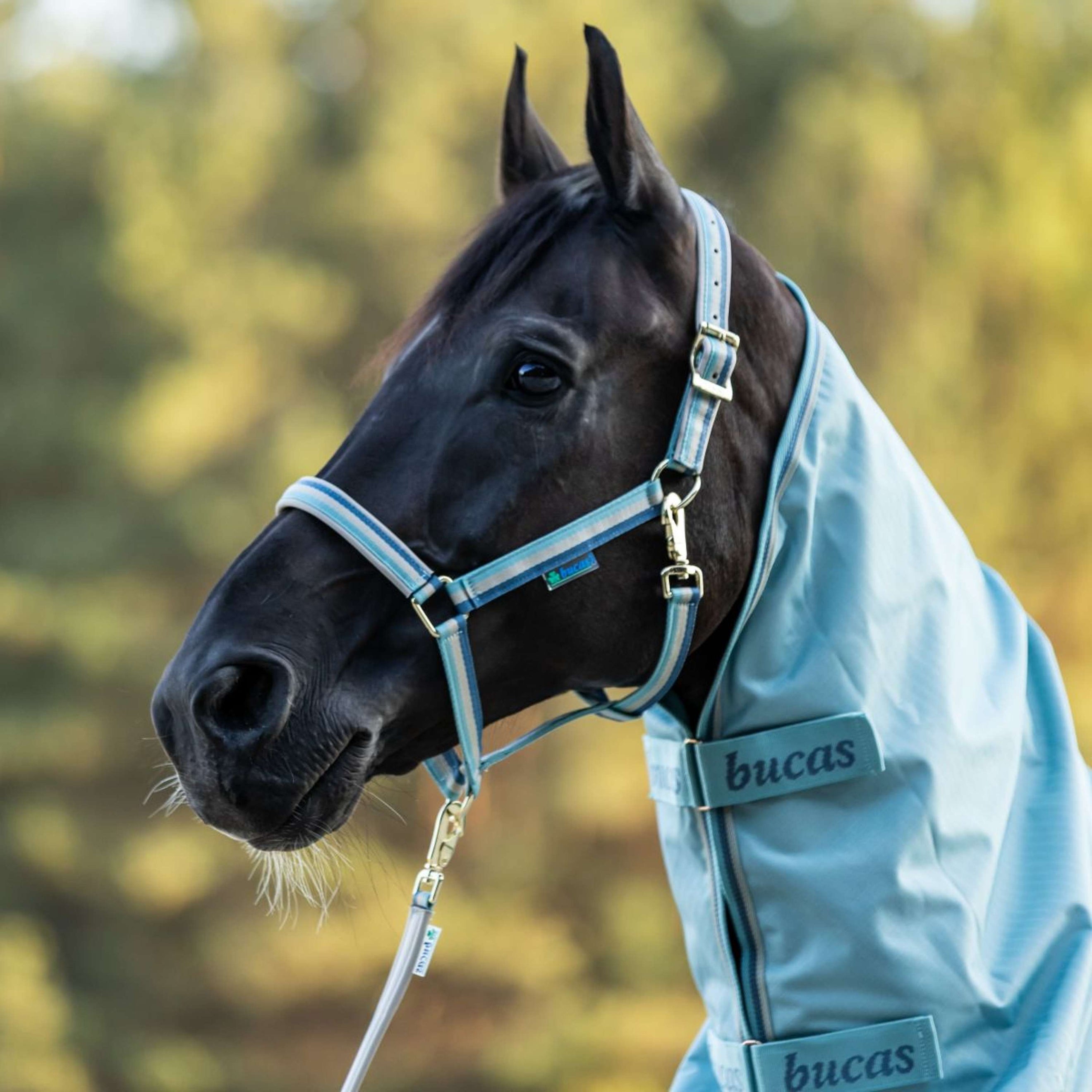 Bucas Halfter Dublin Turquoise Bucas Halfter Dublin Turquoise