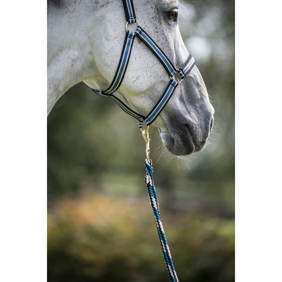 Bucas Anniversary Halfter Dublin Sapphire
