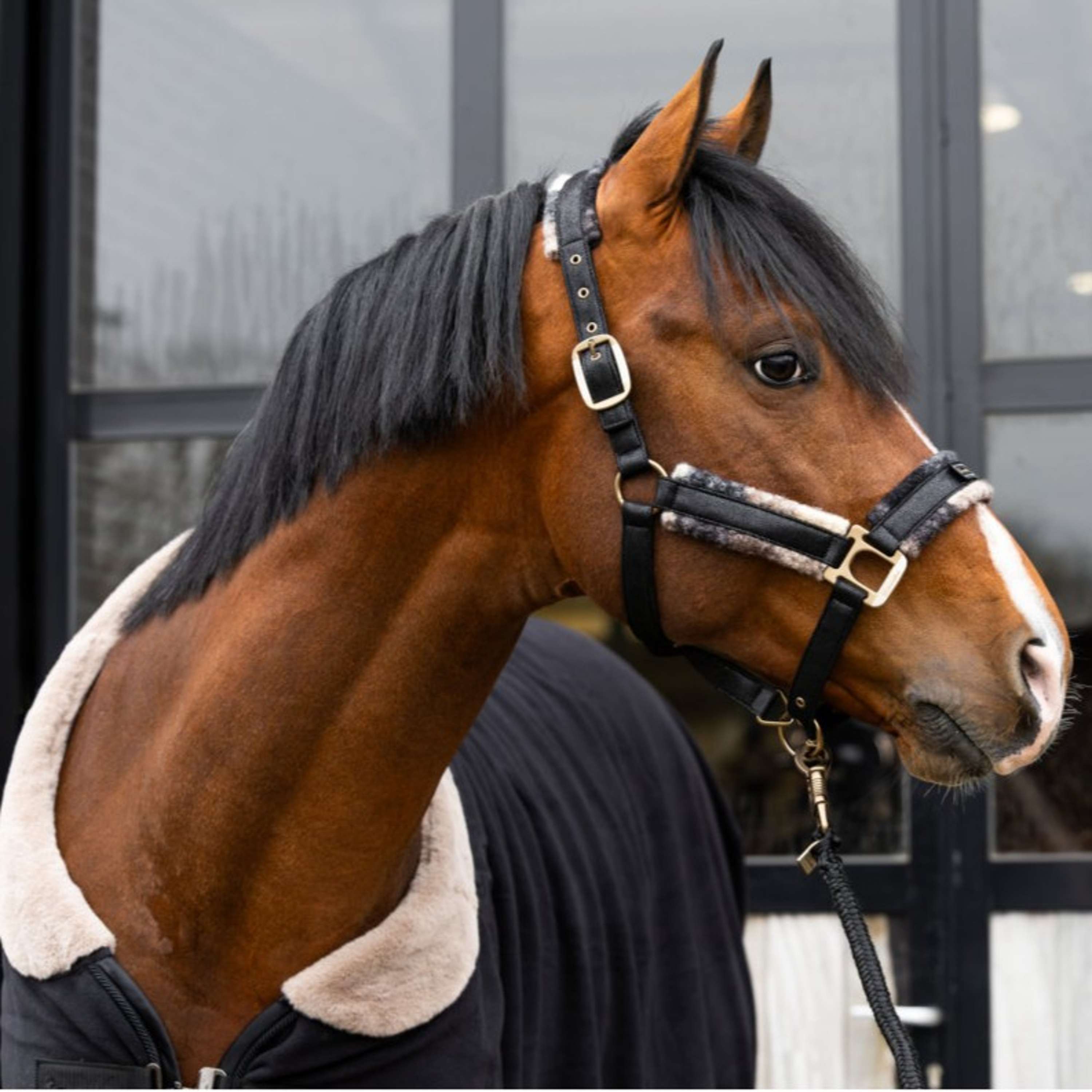 Cavallo Halfter Cavallavi Kariert