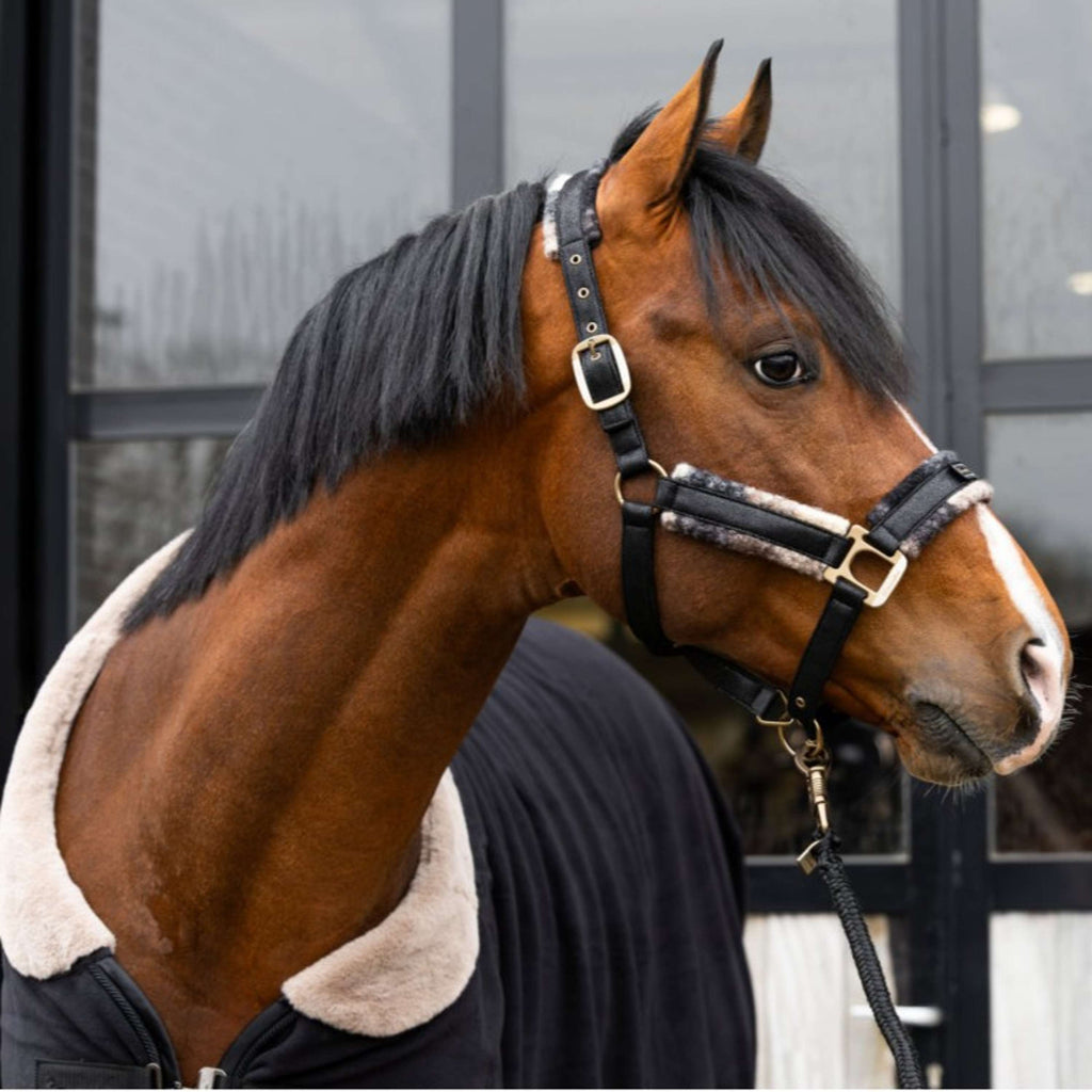 Cavallo Halfter Cavallavi Kariert