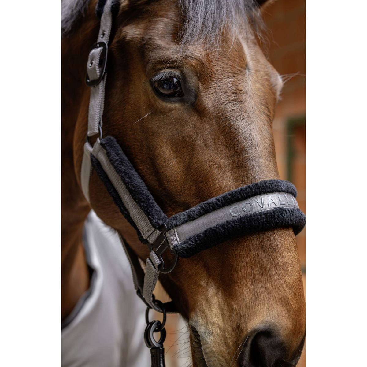 Covalliero Halfter AW25 Steel Grey